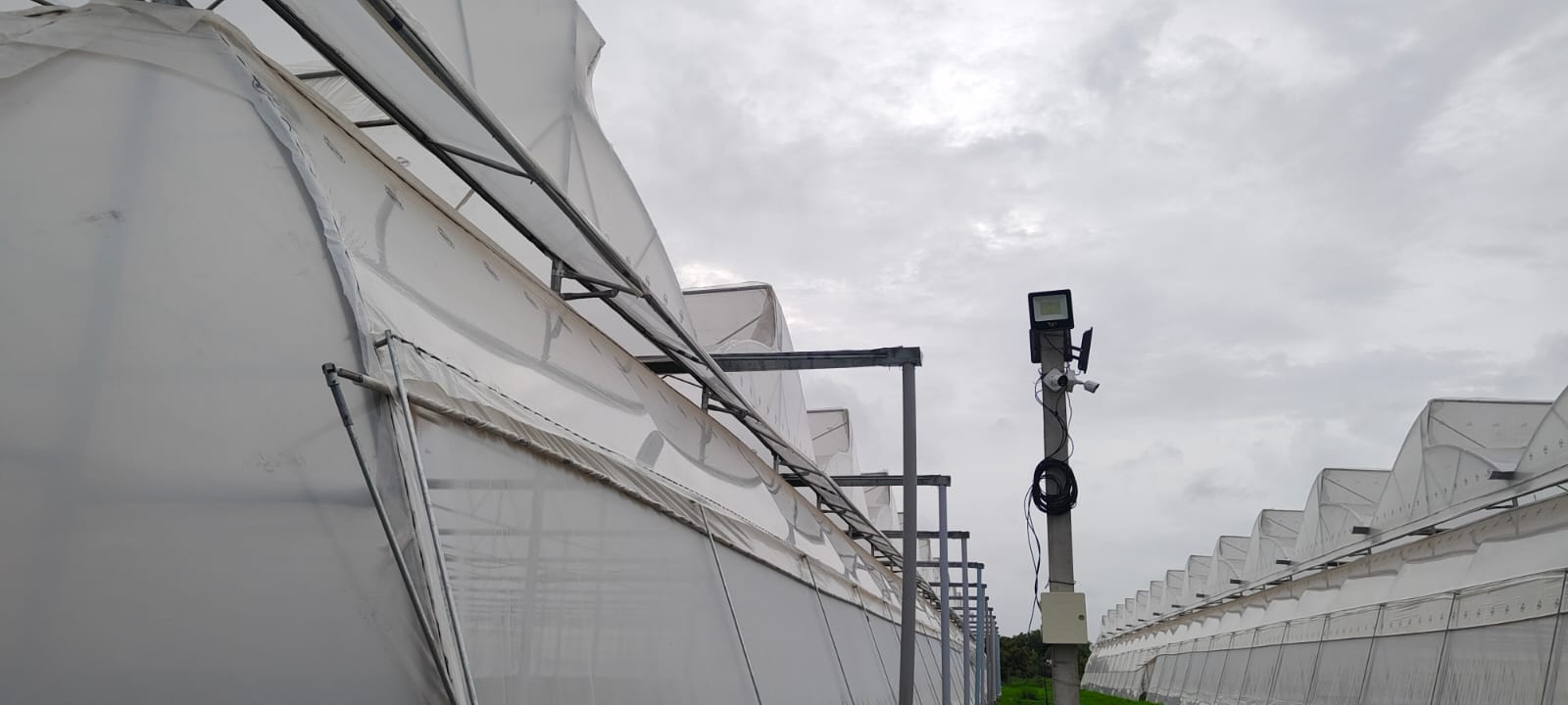 Greenhouse Project 52